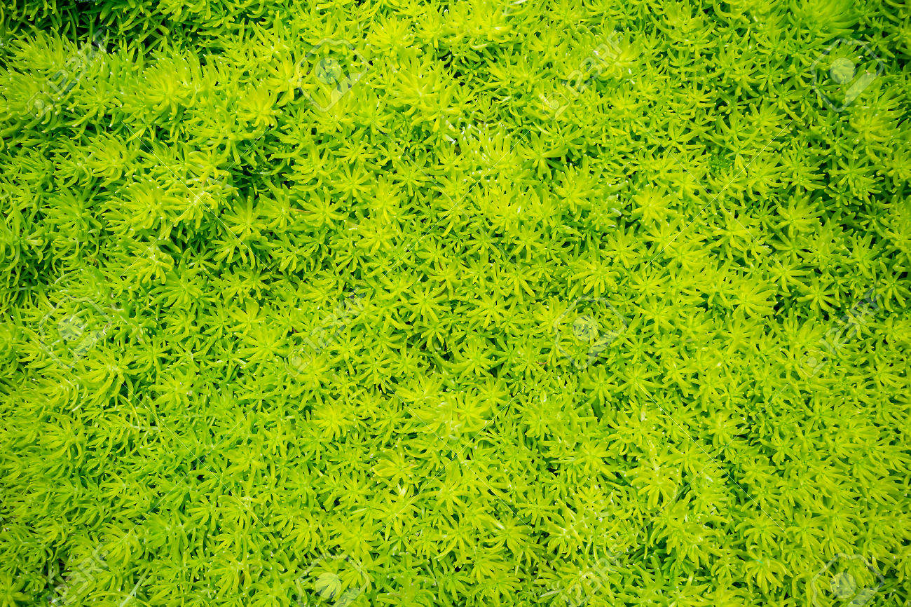 marsh vegetation - moss green